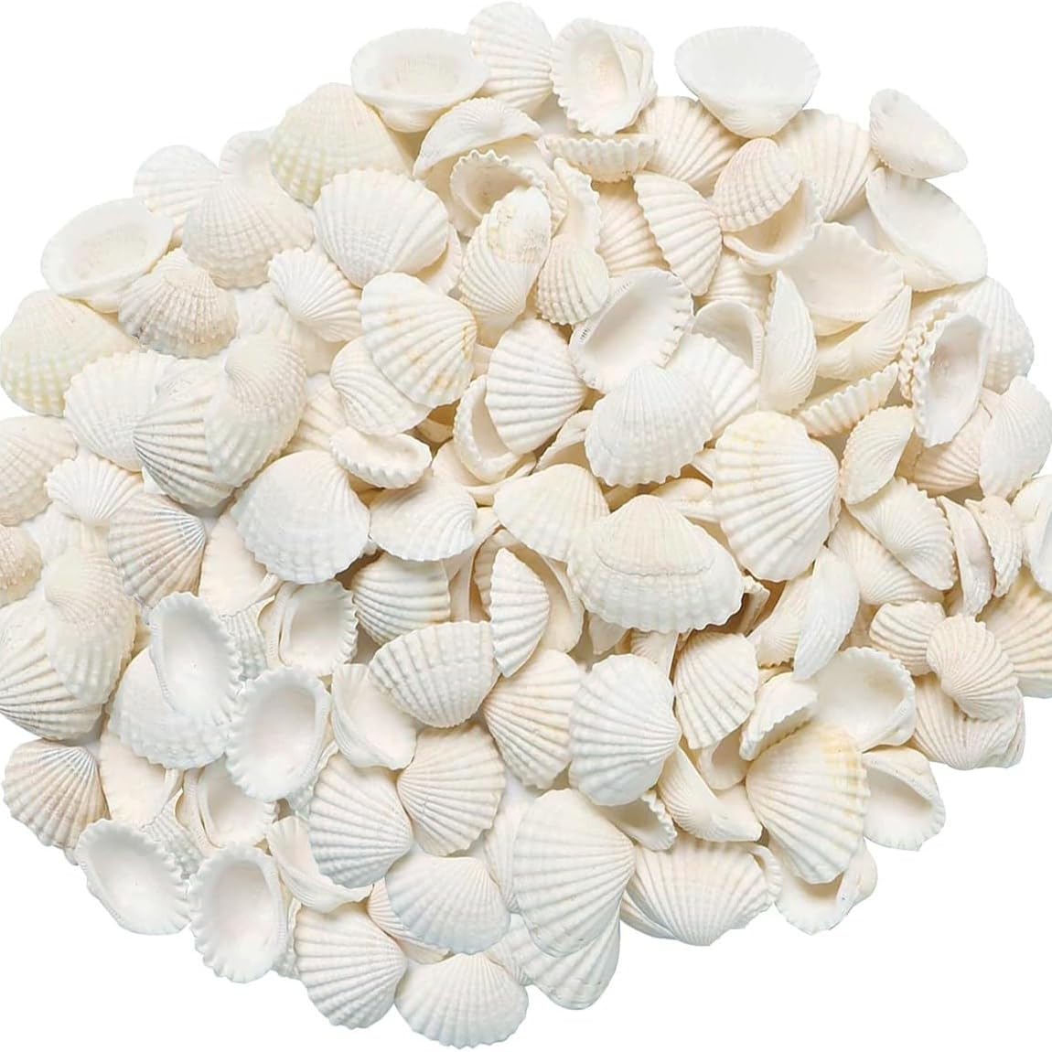 Natural White Sea Shells for Decoration Craft | Small Size 1–2.5 cm | Aquarium, DIY, Home Decor (Pack of 200g)