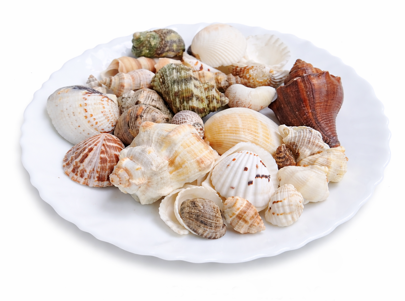 Premium Natural Mixed Sea Shells Collection for Home Decor DIY Crafts (Assorted Set)