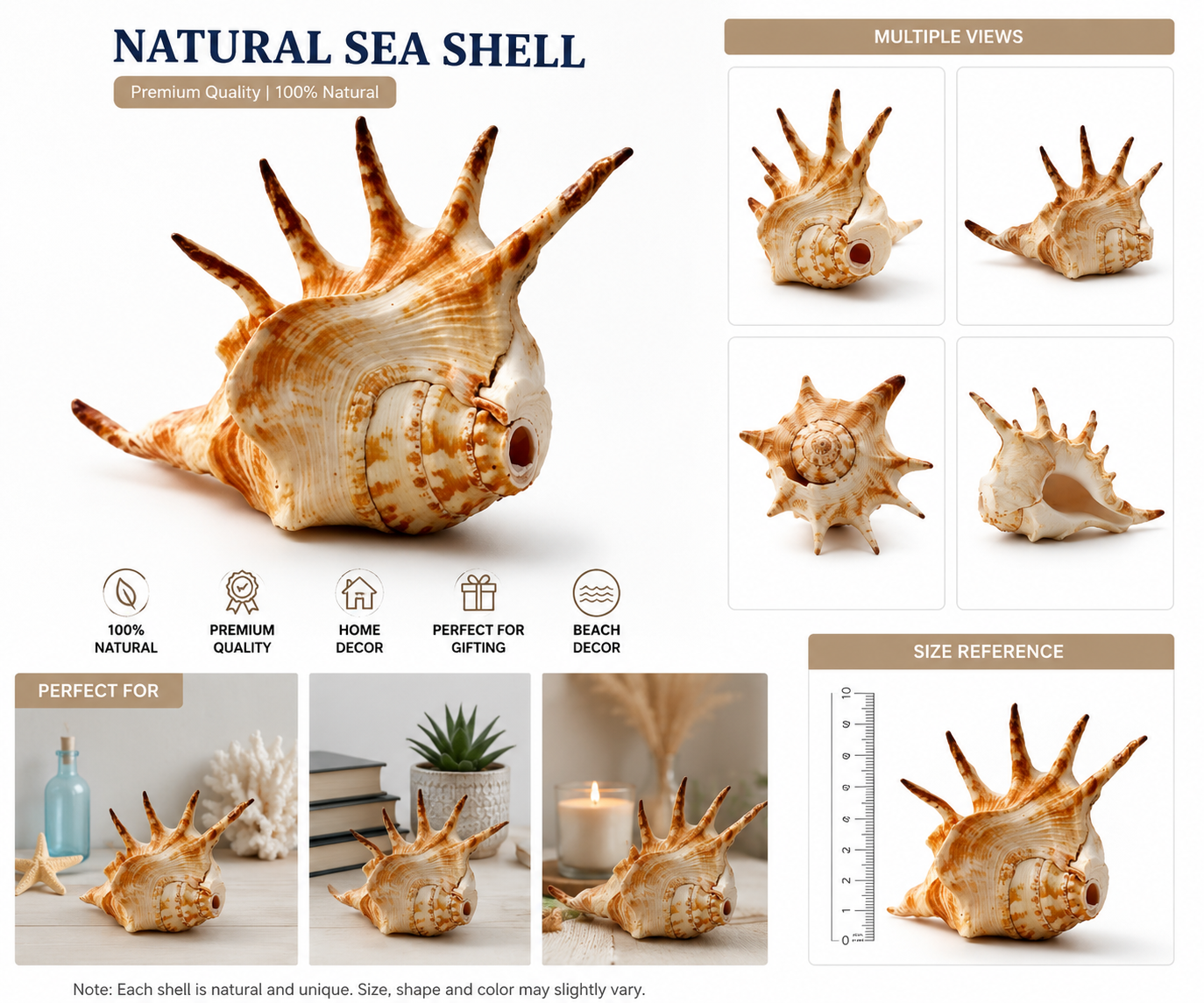Premium Natural Spider Conch Shell (Lambis Chiragra) - Decorative Sea Shell for Home Decor  Vastu
