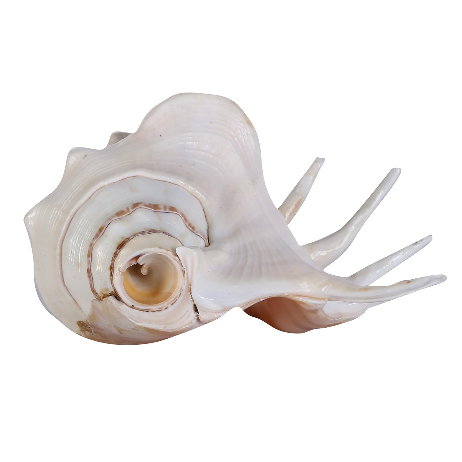 Premium Natural White Jal Shankh  - devine Sea Shell for Home Pooja, Vastu