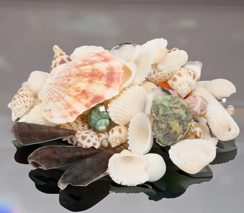 Mixed Sea shells